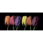Настінна плитка, декор 25x60 Ceramika Color Rainbow Tulips