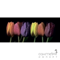 Плитка настенная, декор 25x60 Ceramika Color Rainbow Tulips