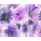 Плитка настенная, декор-панно 20x50 Ceramika-Konskie Marina Garden Violet Inserto (глянцевая)